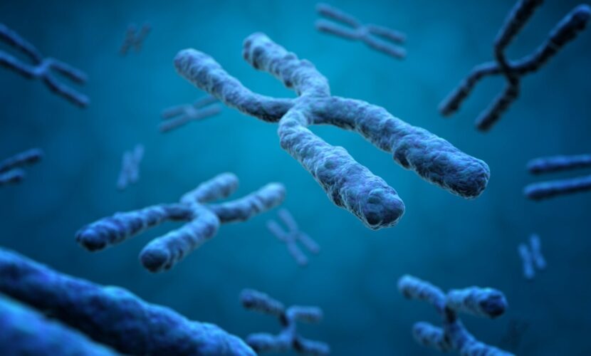 3d illustration of X chromosomes